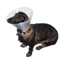 Hundkrage Fi i klar plast 35 cm /10