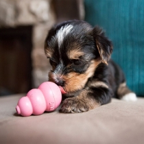KONG Puppy rosa eller blå XS /st