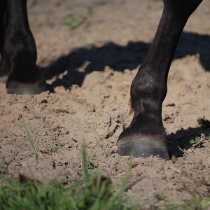 Hoof Biotine fodertillskott 5 kg /st