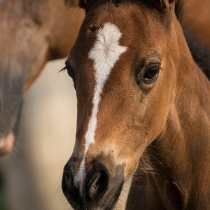 Lactofoal mjölkersättning 2,2 kg /st