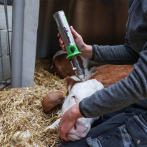 Avhorneringsapparat Buddex med 15 mm spiss uten gasspatron /stk