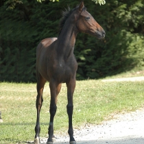 Bonutron Yearling 6-36M fodertillskott 3 kg /st