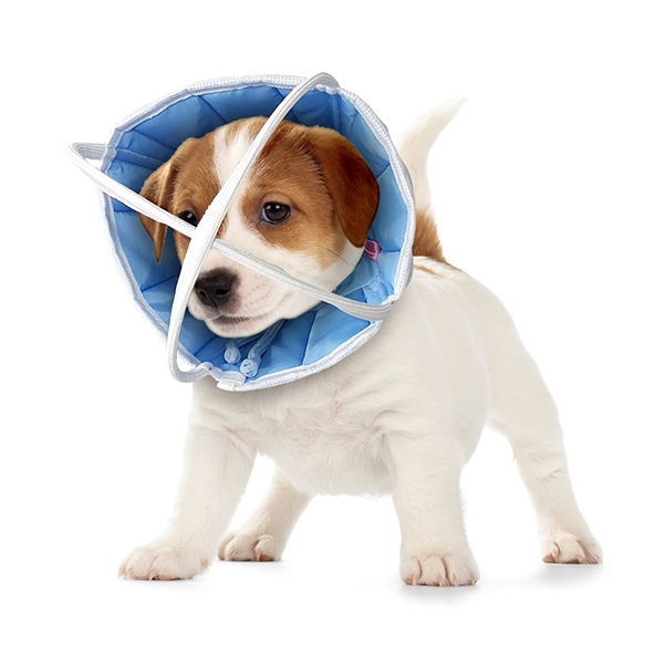 Oftalmisk post-op krage str XL 44-50 cm /stk